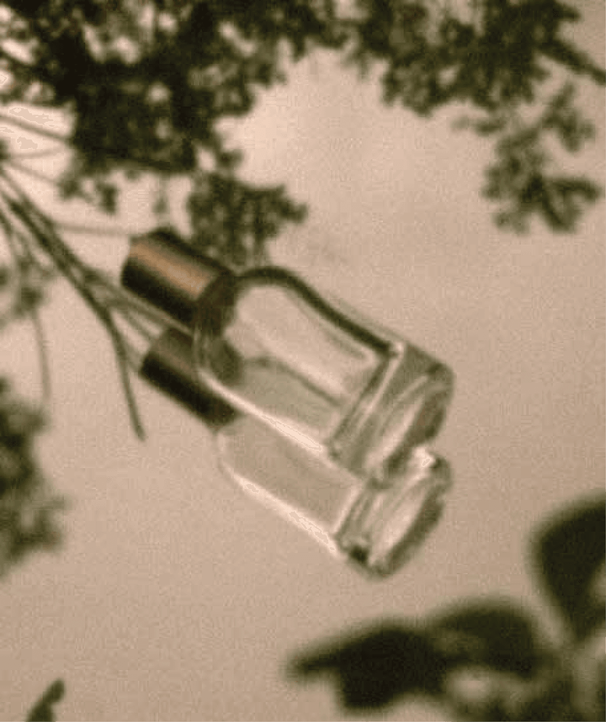 El Keif perfume bottles among greenery